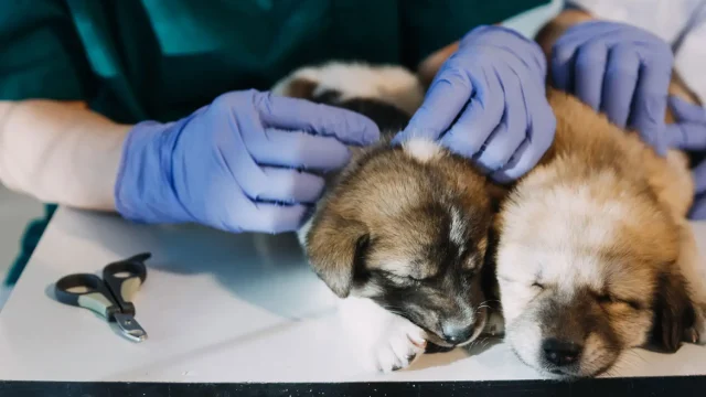 Pets and Pet Care